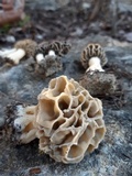 Morchella americana image