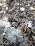 Morchella americana image