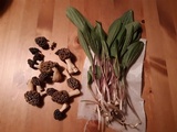 Morchella americana image