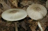 Agaricus placomyces image