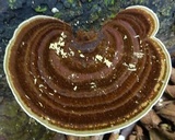 Coriolopsis caperata image