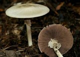 Agaricus placomyces image