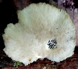 Favolus pseudoprinceps image