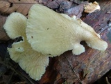 Favolus pseudoprinceps image
