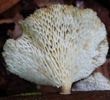 Favolus pseudoprinceps image