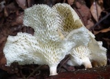 Favolus pseudoprinceps image