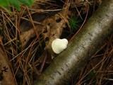 Tyromyces chioneus image