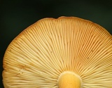 Russula ballouii image