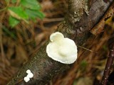 Tyromyces chioneus image