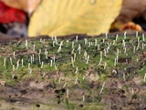 Multiclavula mucida image