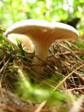 Clitopilus prunulus image