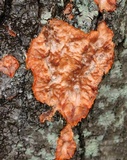 Phlebia radiata image