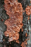 Phlebia radiata image