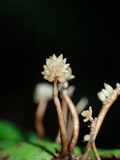 Ophiocordyceps engleriana image