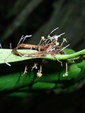 Ophiocordyceps engleriana image