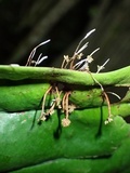 Ophiocordyceps engleriana image