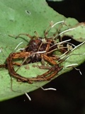 Ophiocordyceps engleriana image