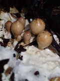 Geastrum schweinitzii image