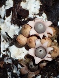 Geastrum schweinitzii image