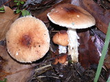 Lepiota spheniscispora image