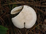 Clitopilus prunulus image