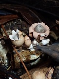 Geastrum schweinitzii image