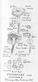 Rhodocybe popinalis image