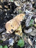 Suillus caerulescens image