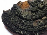 Phellinus robiniae image