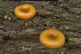 Chromosera cyanophylla image