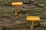 Chromosera cyanophylla image