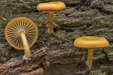 Chromosera cyanophylla image