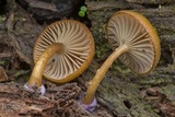 Chromosera cyanophylla image
