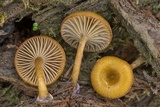 Chromosera cyanophylla image