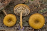 Chromosera cyanophylla image