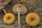 Chromosera cyanophylla image