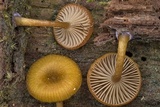 Chromosera cyanophylla image