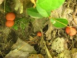 Tricholomopsis rutilans image