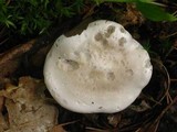 Clitopilus prunulus image