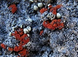Caloplaca epithallina image