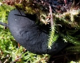 Pseudoplectania melaena image