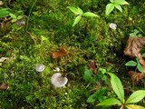 Cantharellula umbonata image
