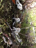 Tilachlidium brachiatum image