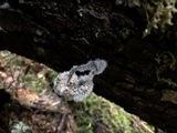 Tilachlidium brachiatum image