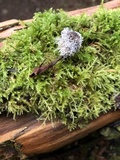 Tilachlidium brachiatum image