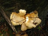 Neolentinus lepideus image