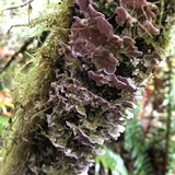 Trichaptum abietinum image
