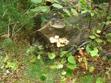 Neolentinus lepideus image