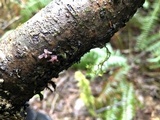 Ascocoryne sarcoides image