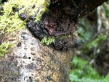Ascocoryne sarcoides image